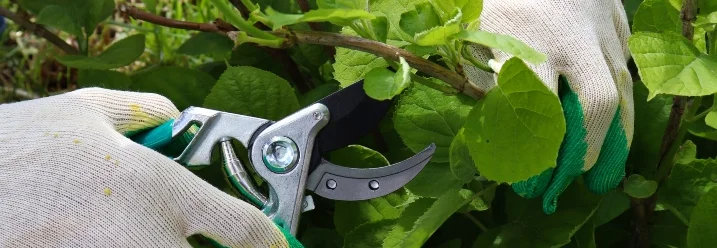 Zwei Hände mit Gartenhandschuhen und Gartenschere schneiden einen Ast